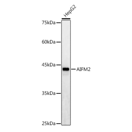Western Blot - Anti-AMID Antibody (A80936) - Antibodies.com