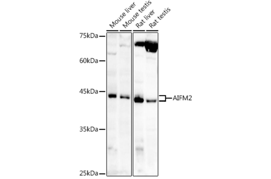 Western Blot - Anti-AMID Antibody (A80936) - Antibodies.com