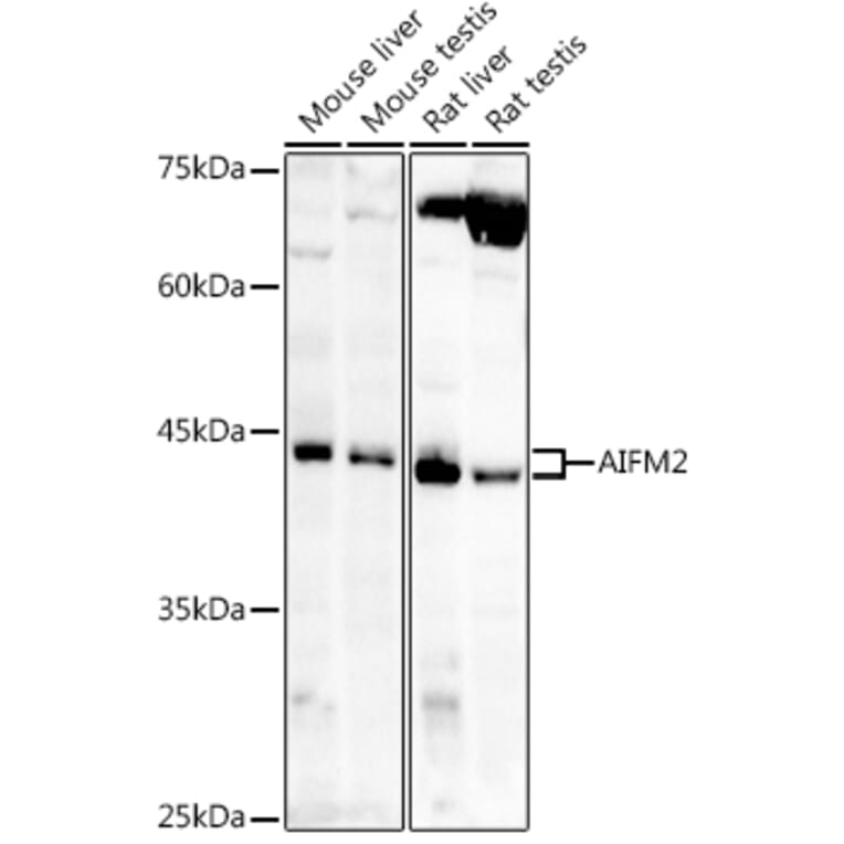 Western Blot - Anti-AMID Antibody (A80936) - Antibodies.com