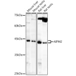 Western Blot - Anti-AMID Antibody (A80936) - Antibodies.com