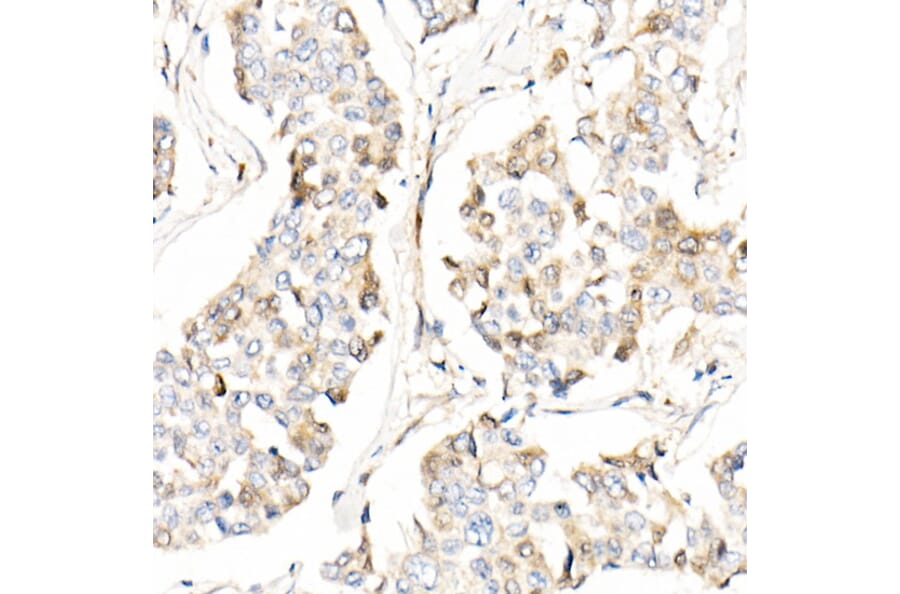Immunohistochemistry - Anti-AMID Antibody (A80936) - Antibodies.com