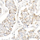 Immunohistochemistry - Anti-AMID Antibody (A80936) - Antibodies.com