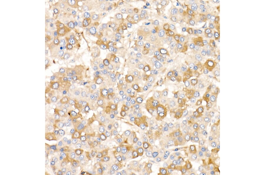 Immunohistochemistry - Anti-AMID Antibody (A80936) - Antibodies.com