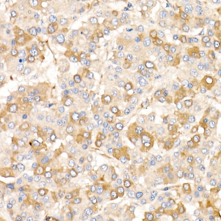 Immunohistochemistry - Anti-AMID Antibody (A80936) - Antibodies.com