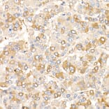 Immunohistochemistry - Anti-AMID Antibody (A80936) - Antibodies.com