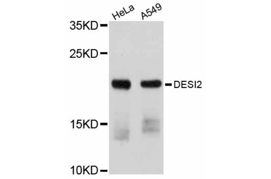 Western Blot - Anti-DESI2 Antibody (A12129) - Antibodies.com