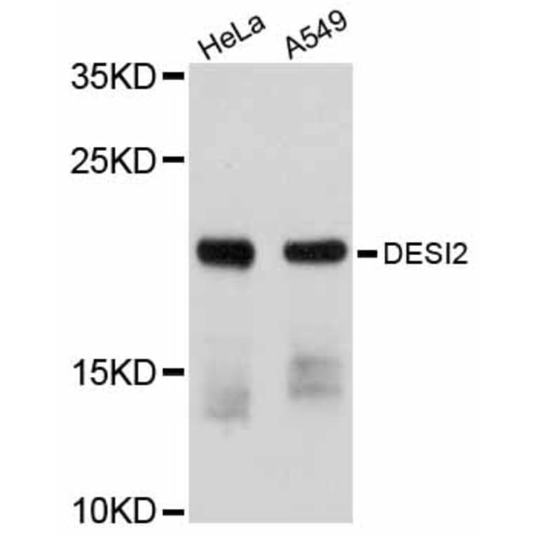 Western Blot - Anti-DESI2 Antibody (A12129) - Antibodies.com