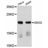 Western Blot - Anti-DESI2 Antibody (A12129) - Antibodies.com