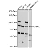 Western Blot - Anti-Dynein intermediate chain 1/DNAI1 Antibody (A80938) - Antibodies.com