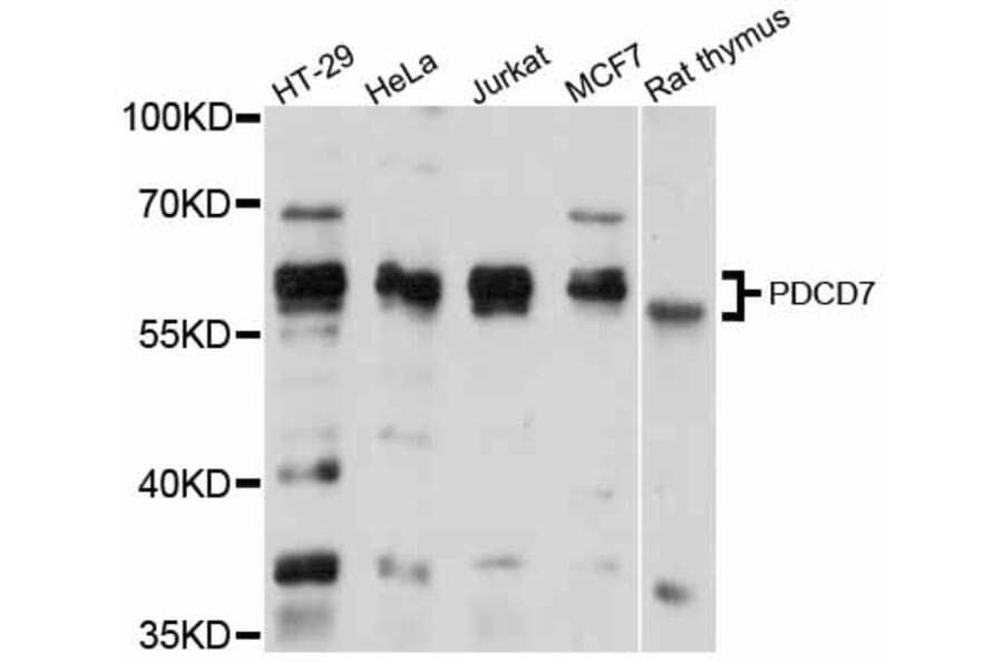 Western Blot - Anti-PDCD7 Antibody (A12133) - Antibodies.com