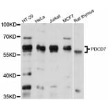 Western Blot - Anti-PDCD7 Antibody (A12133) - Antibodies.com