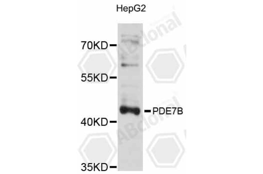 Western Blot - Anti-PDE7B Antibody (A12134) - Antibodies.com