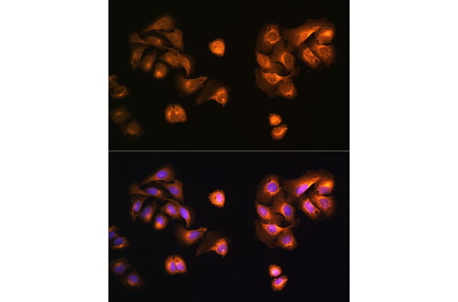 Immunofluorescence - Anti-COPZ1 Antibody (A80943) - Antibodies.com