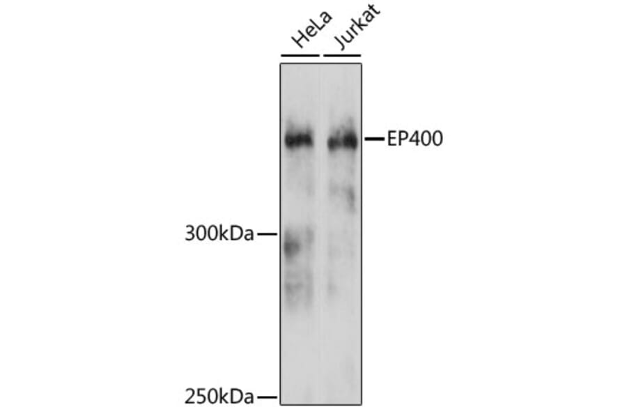 Western Blot - Anti-p400 Antibody (A80944) - Antibodies.com