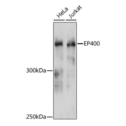Western Blot - Anti-p400 Antibody (A80944) - Antibodies.com