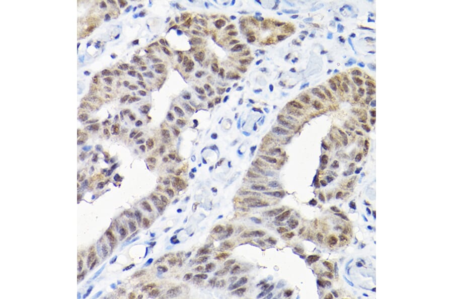 Immunohistochemistry - Anti-SNRPF Antibody (A80947) - Antibodies.com