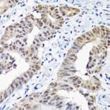 Immunohistochemistry - Anti-SNRPF Antibody (A80947) - Antibodies.com