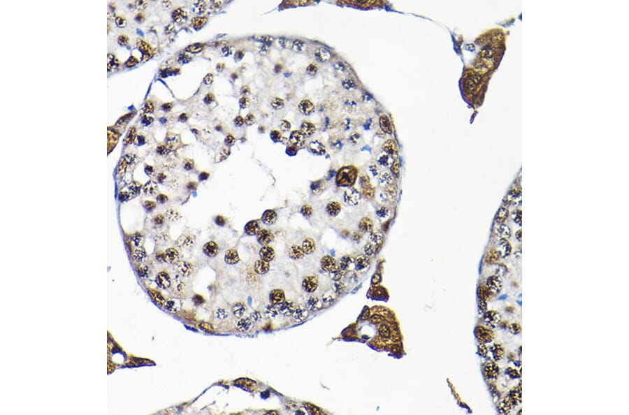 Immunohistochemistry - Anti-SNRPF Antibody (A80947) - Antibodies.com