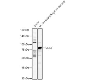 Western Blot - Anti-GLIS3 Antibody (A80948) - Antibodies.com