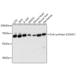 Western Blot - Anti-COASY Antibody (A80953) - Antibodies.com