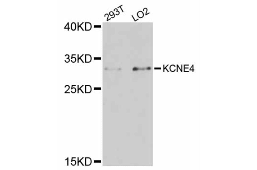 Western Blot - Anti-KCNE4 Antibody (A12184) - Antibodies.com