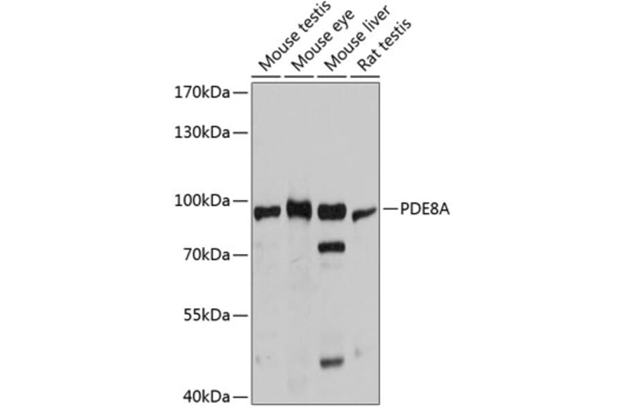 Western Blot - Anti-PDE8A Antibody (A80955) - Antibodies.com