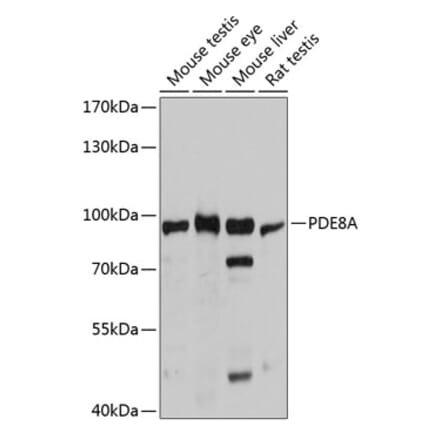 Western Blot - Anti-PDE8A Antibody (A80955) - Antibodies.com