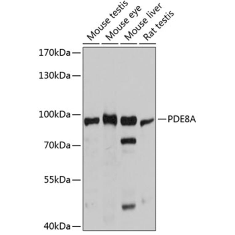 Western Blot - Anti-PDE8A Antibody (A80955) - Antibodies.com