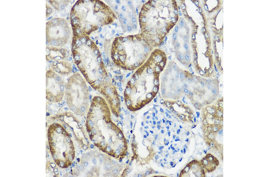 Immunohistochemistry - Anti-CNPY2/MSAP Antibody (A80957) - Antibodies.com