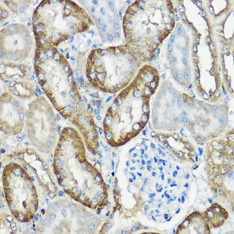 Immunohistochemistry - Anti-CNPY2/MSAP Antibody (A80957) - Antibodies.com