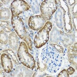 Immunohistochemistry - Anti-CNPY2/MSAP Antibody (A80957) - Antibodies.com