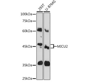 Western Blot - Anti-MICU2 Antibody (A80958) - Antibodies.com
