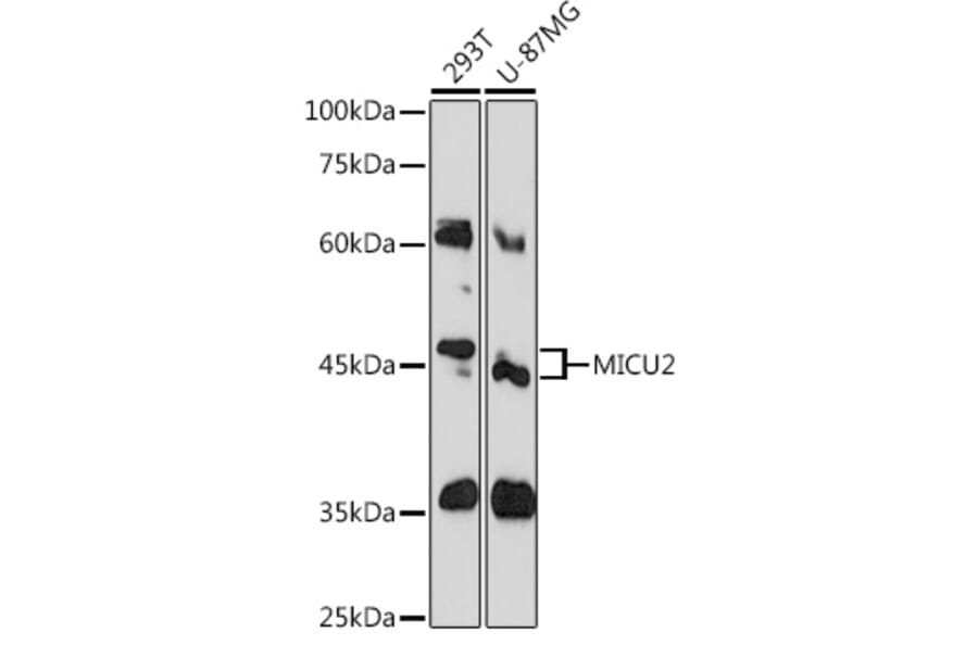 Western Blot - Anti-MICU2 Antibody (A80958) - Antibodies.com