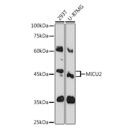 Western Blot - Anti-MICU2 Antibody (A80958) - Antibodies.com