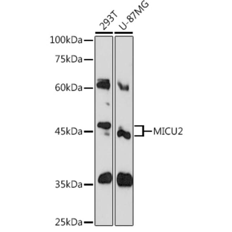 Western Blot - Anti-MICU2 Antibody (A80958) - Antibodies.com