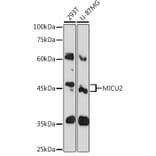 Western Blot - Anti-MICU2 Antibody (A80958) - Antibodies.com