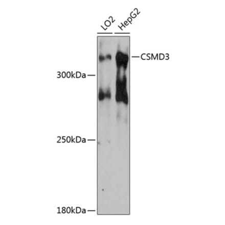 Western Blot - Anti-CSMD3 Antibody (A80959) - Antibodies.com