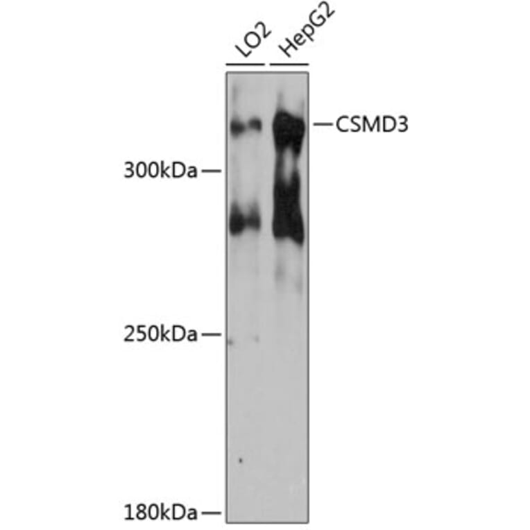 Western Blot - Anti-CSMD3 Antibody (A80959) - Antibodies.com