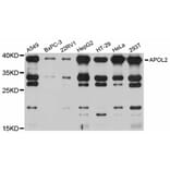Western Blot - Anti-APOL2 Antibody (A12202) - Antibodies.com