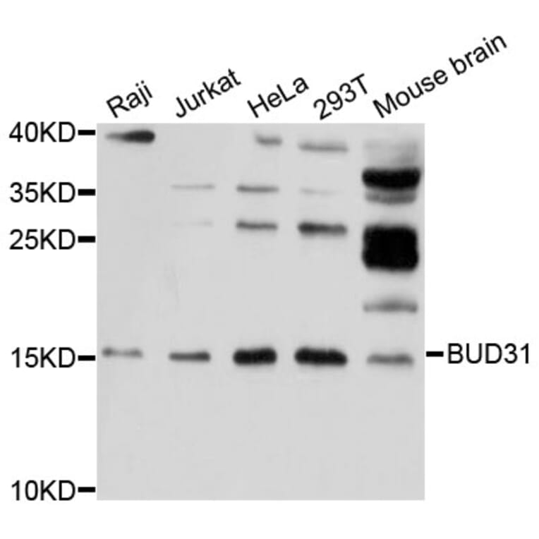 Western Blot - Anti-BUD31 Antibody (A12205) - Antibodies.com