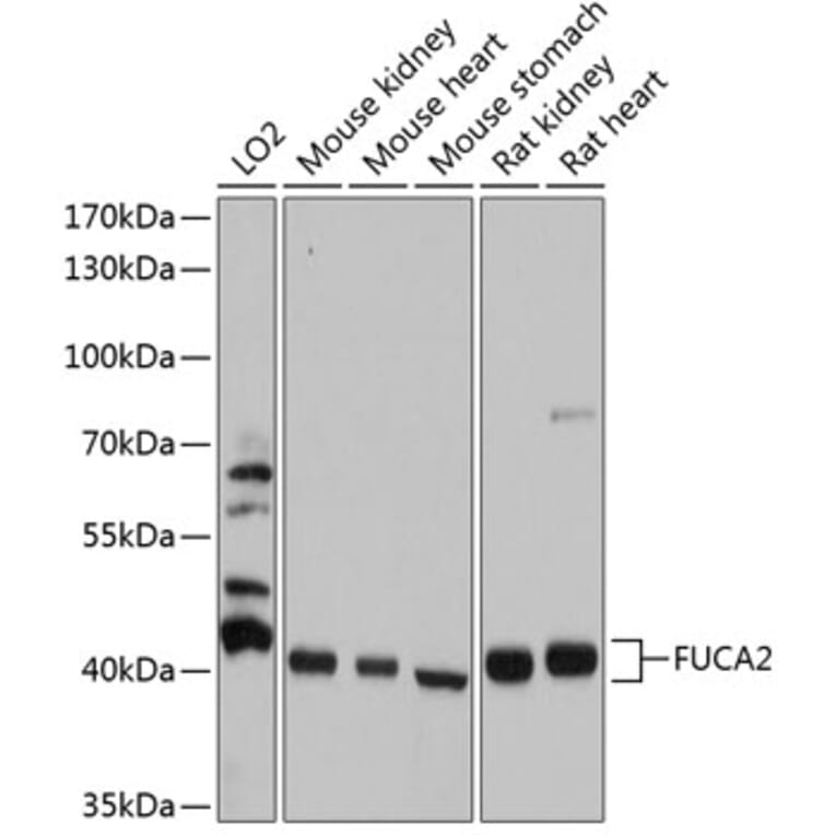 Western Blot - Anti-FUCA2 Antibody (A80964) - Antibodies.com