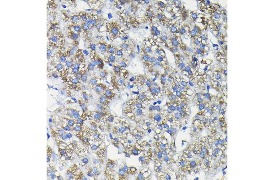 Immunohistochemistry - Anti-FUCA2 Antibody (A80964) - Antibodies.com