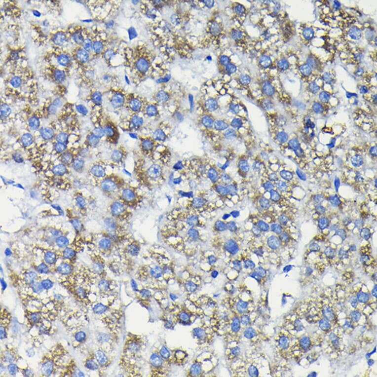 Immunohistochemistry - Anti-FUCA2 Antibody (A80964) - Antibodies.com