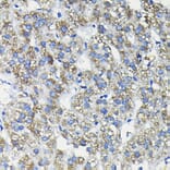 Immunohistochemistry - Anti-FUCA2 Antibody (A80964) - Antibodies.com