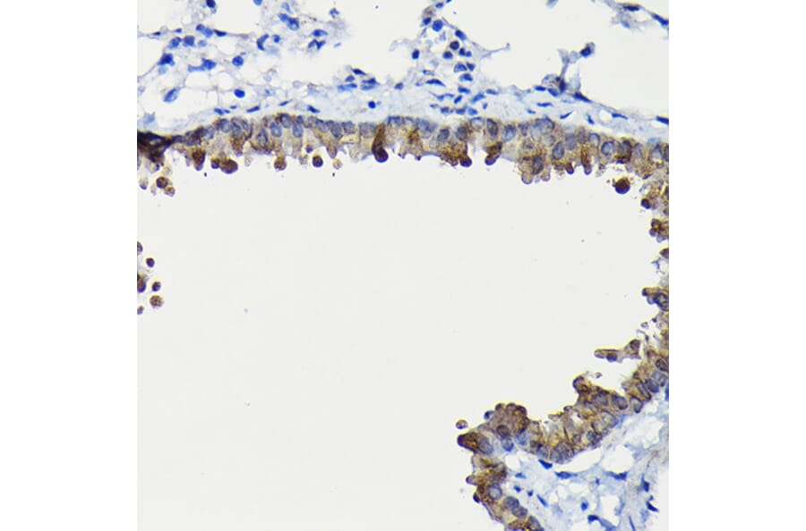 Immunohistochemistry - Anti-FUCA2 Antibody (A80964) - Antibodies.com