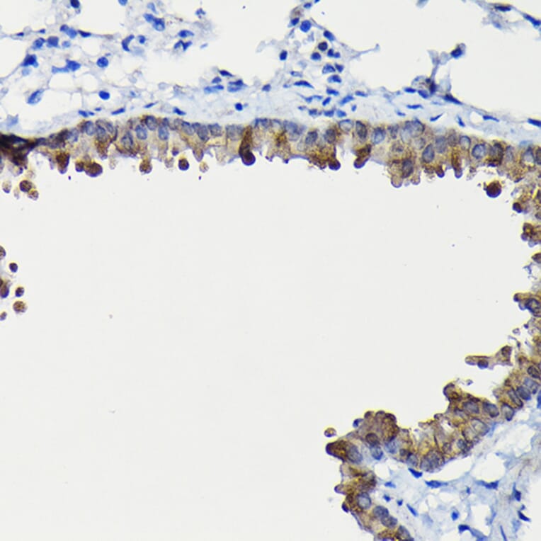 Immunohistochemistry - Anti-FUCA2 Antibody (A80964) - Antibodies.com