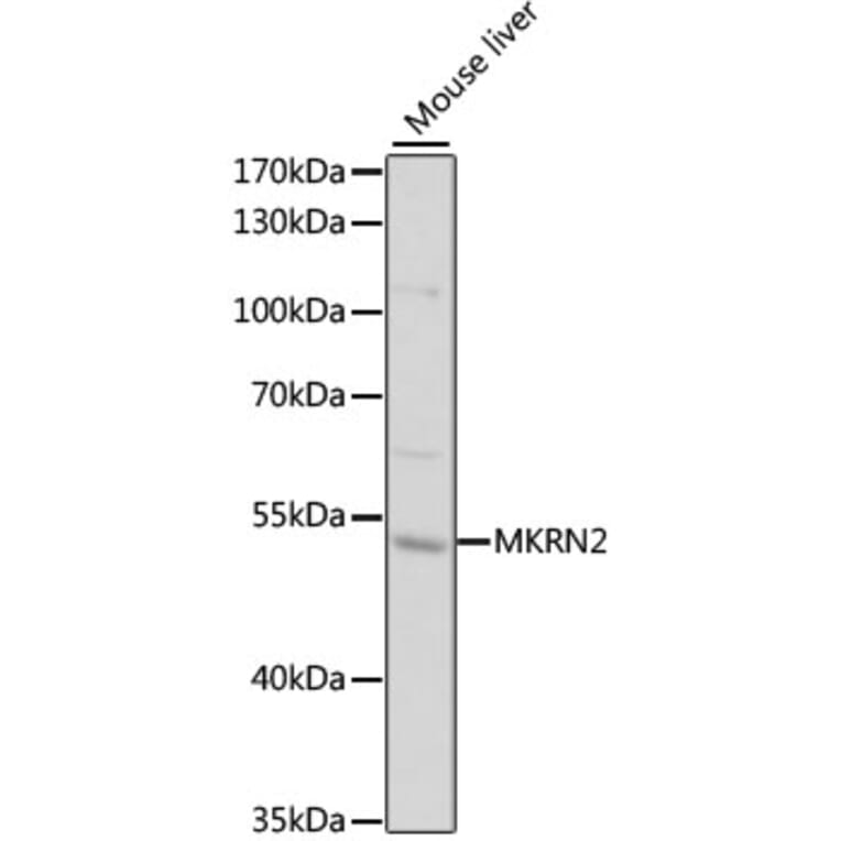 Western Blot - Anti-MKRN2 Antibody (A12219) - Antibodies.com