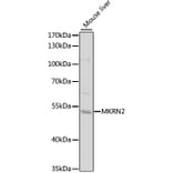 Western Blot - Anti-MKRN2 Antibody (A12219) - Antibodies.com