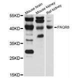 Western Blot - Anti-PAQR8 Antibody (A12221) - Antibodies.com