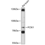 Western Blot - Anti-PC1/3 Antibody (A80973) - Antibodies.com